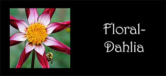 Floral-Dahlia
